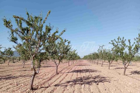 Helårsgrund i Yecla, Murcia, Yecla - € 300.000 | Ref: SF0504 - foto 19